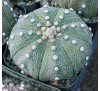 Астрофитум Звездчатый Голый (3 шт.) / Astrophytum Asterias Nudum